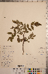  ( - CCDB-20333-H04)  @11 [ ] Copyright (2015) Deb Metsger Royal Ontario Museum