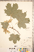  ( - CCDB-20333-D05)  @11 [ ] Copyright (2015) Deb Metsger Royal Ontario Museum