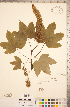  ( - CCDB-20333-C05)  @11 [ ] Copyright (2015) Deb Metsger Royal Ontario Museum