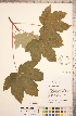  ( - CCDB-20333-B05)  @11 [ ] Copyright (2015) Deb Metsger Royal Ontario Museum