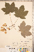  ( - CCDB-20333-A05)  @11 [ ] Copyright (2015) Deb Metsger Royal Ontario Museum