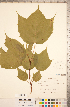 ( - CCDB-20333-H06)  @11 [ ] Copyright (2015) Deb Metsger Royal Ontario Museum