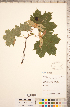 ( - CCDB-20333-E06)  @11 [ ] Copyright (2015) Deb Metsger Royal Ontario Museum