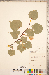  ( - CCDB-20333-G07)  @11 [ ] Copyright (2015) Deb Metsger Royal Ontario Museum
