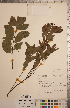  ( - CCDB-20333-H08)  @11 [ ] Copyright (2015) Deb Metsger Royal Ontario Museum