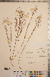  ( - CCDB-20333-E08)  @11 [ ] Copyright (2015) Deb Metsger Royal Ontario Museum