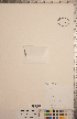  ( - CCDB-20333-B08)  @11 [ ] Copyright (2015) Deb Metsger Royal Ontario Museum