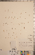  ( - CCDB-20333-A08)  @11 [ ] Copyright (2015) Deb Metsger Royal Ontario Museum