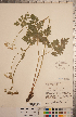  ( - CCDB-20333-F12)  @11 [ ] Copyright (2015) Deb Metsger Royal Ontario Museum