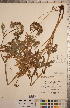  ( - CCDB-20333-E12)  @11 [ ] Copyright (2015) Deb Metsger Royal Ontario Museum