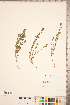  ( - CCDB-20338-G08)  @11 [ ] Copyright (2015) Deb Metsger Royal Ontario Museum