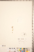  ( - CCDB-20339-D06)  @11 [ ] Copyright (2015) Deb Metsger Royal Ontario Museum