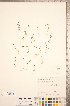  ( - CCDB-20339-B06)  @11 [ ] Copyright (2015) Deb Metsger Royal Ontario Museum