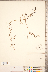  ( - CCDB-20339-C06)  @11 [ ] Copyright (2015) Deb Metsger Royal Ontario Museum