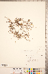  ( - CCDB-20339-A06)  @11 [ ] Copyright (2015) Deb Metsger Royal Ontario Museum