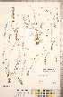  ( - CCDB-20335-D07)  @11 [ ] Copyright (2015) Deb Metsger Royal Ontario Museum