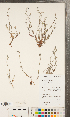  ( - CCDB-23324-C11)  @11 [ ] Copyright (2015) Deb Metsger Royal Ontario Museum