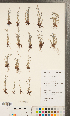  ( - CCDB-23324-A11)  @11 [ ] Copyright (2015) Deb Metsger Royal Ontario Museum
