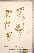  ( - CCDB-20334-H01)  @11 [ ] Copyright (2015) Deb Metsger Royal Ontario Museum