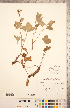  ( - CCDB-20334-F01)  @11 [ ] Copyright (2015) Deb Metsger Royal Ontario Museum