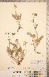  (Pteryxia - CCDB-20334-E02)  @11 [ ] Copyright (2015) Deb Metsger Royal Ontario Museum