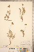  ( - CCDB-20334-D02)  @11 [ ] Copyright (2015) Deb Metsger Royal Ontario Museum