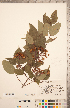  ( - CCDB-20334-H03)  @11 [ ] Copyright (2015) Deb Metsger Royal Ontario Museum