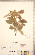  ( - CCDB-20334-G03)  @11 [ ] Copyright (2015) Deb Metsger Royal Ontario Museum