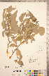  ( - CCDB-20334-F03)  @11 [ ] Copyright (2015) Deb Metsger Royal Ontario Museum