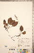 ( - CCDB-20334-A03)  @11 [ ] Copyright (2015) Deb Metsger Royal Ontario Museum