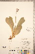  ( - CCDB-20334-F09)  @11 [ ] Copyright (2015) Deb Metsger Royal Ontario Museum