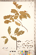 ( - CCDB-20334-B09)  @11 [ ] Copyright (2015) Deb Metsger Royal Ontario Museum