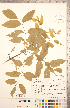  ( - CCDB-20334-A09)  @11 [ ] Copyright (2015) Deb Metsger Royal Ontario Museum