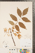  ( - CCDB-20334-H10)  @11 [ ] Copyright (2015) Deb Metsger Royal Ontario Museum