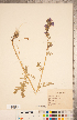  ( - CCDB-20335-B01)  @11 [ ] Copyright (2015) Deb Metsger Royal Ontario Museum
