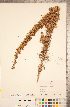  ( - CCDB-20334-D12)  @11 [ ] Copyright (2015) Deb Metsger Royal Ontario Museum
