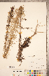  ( - CCDB-20334-E12)  @11 [ ] Copyright (2015) Deb Metsger Royal Ontario Museum