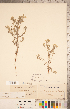  ( - CCDB-20335-C03)  @11 [ ] Copyright (2015) Deb Metsger Royal Ontario Museum