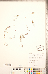  (Thymus praecox subsp. arcticus - CCDB-20336-C08)  @11 [ ] Copyright (2015) Deb Metsger Royal Ontario Museum