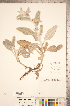  ( - CCDB-20336-G10)  @11 [ ] Copyright (2015) Deb Metsger Royal Ontario Museum