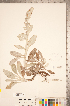  ( - CCDB-20336-H10)  @11 [ ] Copyright (2015) Deb Metsger Royal Ontario Museum
