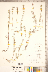  ( - CCDB-20336-C09)  @11 [ ] Copyright (2015) Deb Metsger Royal Ontario Museum
