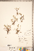  ( - CCDB-20336-D09)  @11 [ ] Copyright (2015) Deb Metsger Royal Ontario Museum