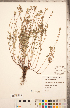  ( - CCDB-20336-G09)  @11 [ ] Copyright (2015) Deb Metsger Royal Ontario Museum