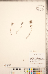  ( - CCDB-20336-H09)  @11 [ ] Copyright (2015) Deb Metsger Royal Ontario Museum