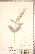  ( - CCDB-20336-C10)  @11 [ ] Copyright (2015) Deb Metsger Royal Ontario Museum
