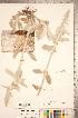  ( - CCDB-20336-D10)  @11 [ ] Copyright (2015) Deb Metsger Royal Ontario Museum