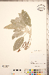  ( - CCDB-20336-F10)  @11 [ ] Copyright (2015) Deb Metsger Royal Ontario Museum