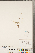  ( - CCDB-20335-H07)  @11 [ ] Copyright (2015) Deb Metsger Royal Ontario Museum