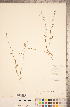  ( - CCDB-20335-G07)  @11 [ ] Copyright (2015) Deb Metsger Royal Ontario Museum
